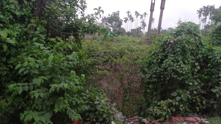 Garden, baruipur  4 Acre Plot In Baruipur Kolkata 10283872