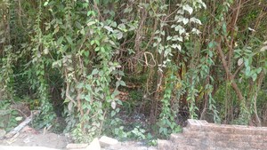  Plot – Garden View at Rajpur Chowhati - for Sale