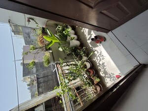 Balcony in 2.5 BHK Builder Floor at Mayur Vihar – for Rent