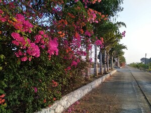 Plot Area in  Plot at Sejbahar – for Sale