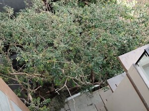 Plot Area in 3 BHK Apartment at Diamond Garden, Chembur – for Rent