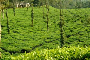 Plot Area in  Plot at Kotagiri – for Sale
