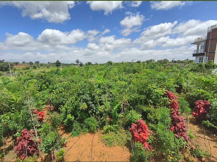 Garden, hampapura  2400 Sq.Ft. Plot In Hampapura Mysore 10383891