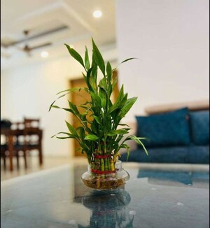 Living Room in 3 BHK Apartment at Ananta Lifestyle, Lohgarh – for Rent