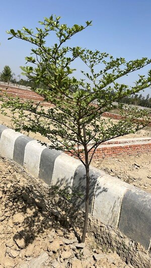 Plot Area in  Plot at Krishna Iscon Valley, Gosainganj – for Sale