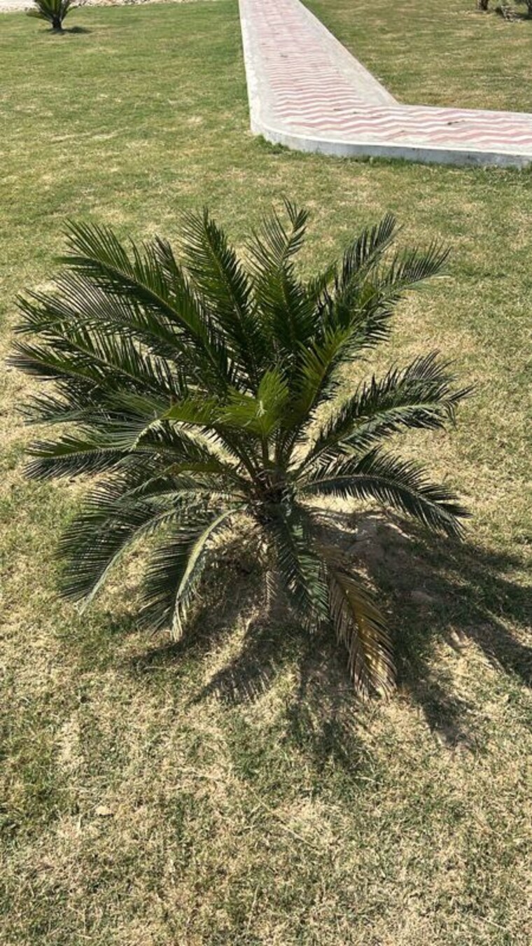 Garden, krishna-iscon-valley  1323 Sq.Ft. Plot In Gosainganj Lucknow 10395721