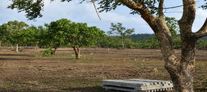  Plot For Sale in Burgula Village