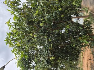  Plot – Garden View at Bharathi Nagar - for Sale