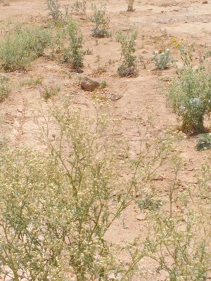 Plot Area in  Plot at U I T – for Sale