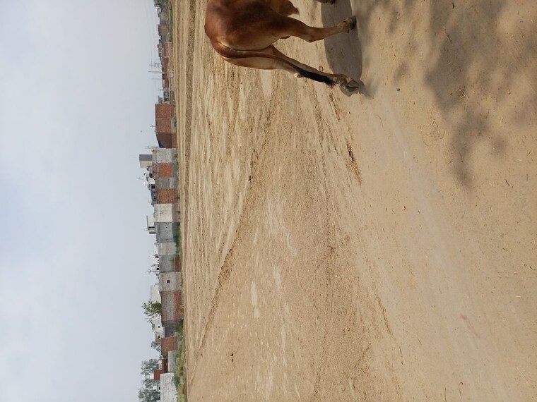 undefined, karnera village  60 Sq.Yd. Plot In Karnera Village Faridabad 10412385