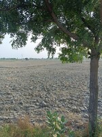 8 Acre Land in Hansi