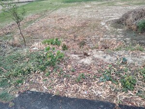 Plot Area in  Plot at Ayodhya – for Sale