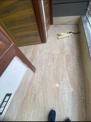 Balcony in 3 BHK Builder Floor at Chattarpur – for Rent