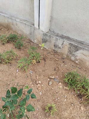 Plot Area in 3 BHK Villa at Kamandoddi – for Sale