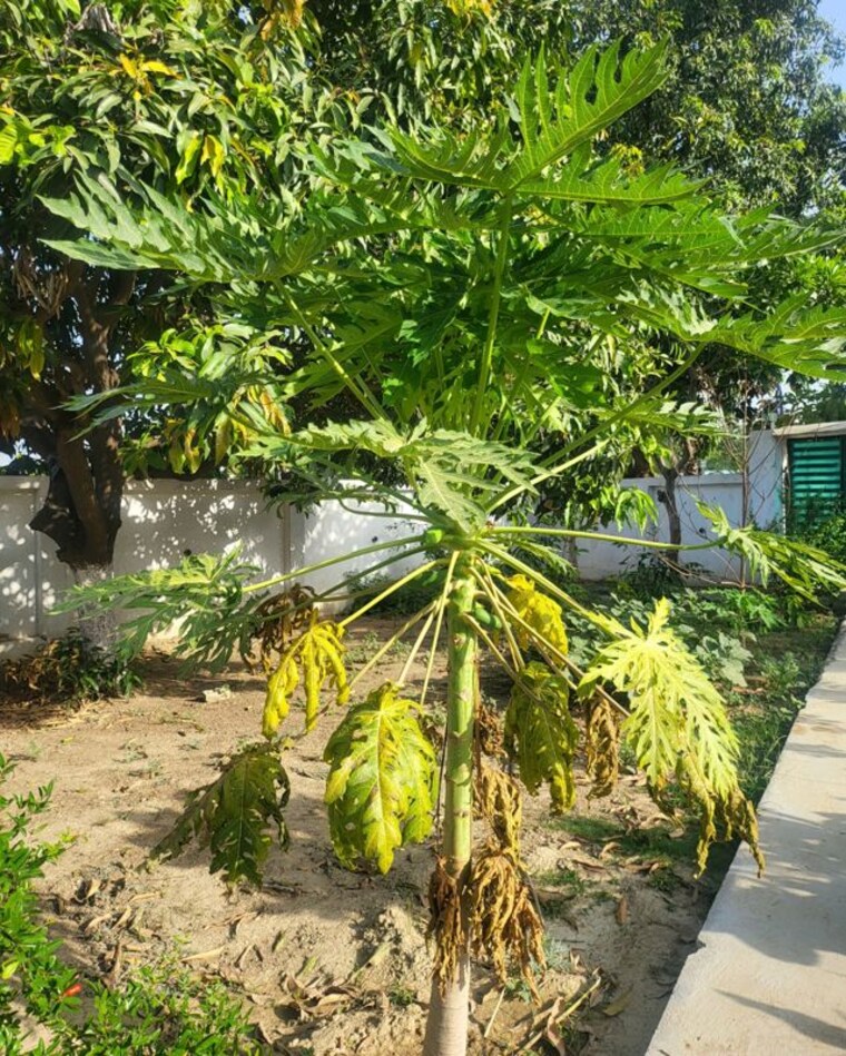Garden, chunar  1000 Sq.Ft. Plot In Chunar Mirzapur 10421268