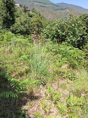 Plot Area in  Plot at Bhimtal – for Sale