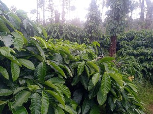 3 BHK Villa – Garden View at Suntikoppa - for Sale