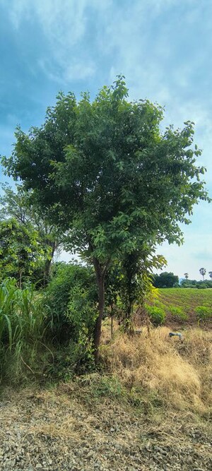  Plot – Garden View at Kondaveedu - for Sale