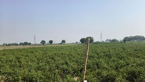 Plot Area in  Land at Jewar – for Sale