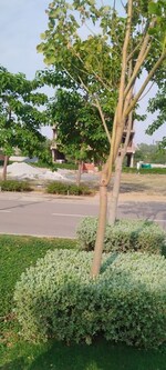 150 Sq.Yd. Plot in Sector 84