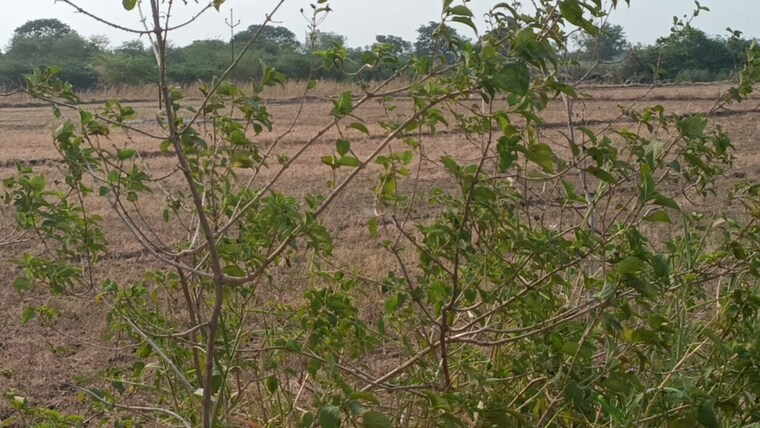 undefined, gollapudi  200 Sq.Yd. Plot In Gollapudi Vijayawada 10430025