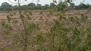 Plot Area in  Plot at Vuyyuru – for Sale