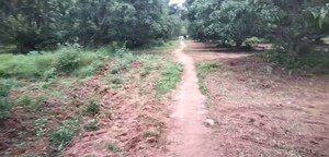  Plot For Sale in Jakkasandra
