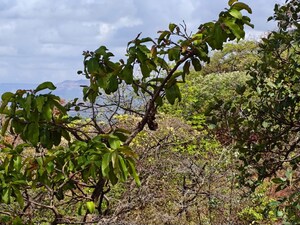  Plot – Garden View at Mulshi - for Sale