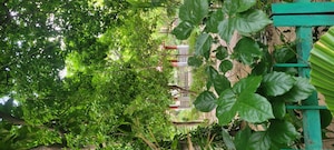  Plot – Garden View at Sector 30 - for Sale