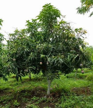 Plot – Garden View at Shadnagar - for Sale