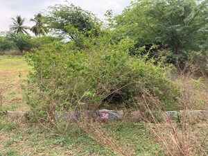 Plot Area in  Land at Bagepalli – for Sale