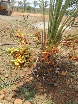   Land at Wasar – for Sale