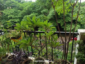 4 BHK Builder Floor – Garden View at Emaar Emerald Floors Select, Sector 65 - for Sale