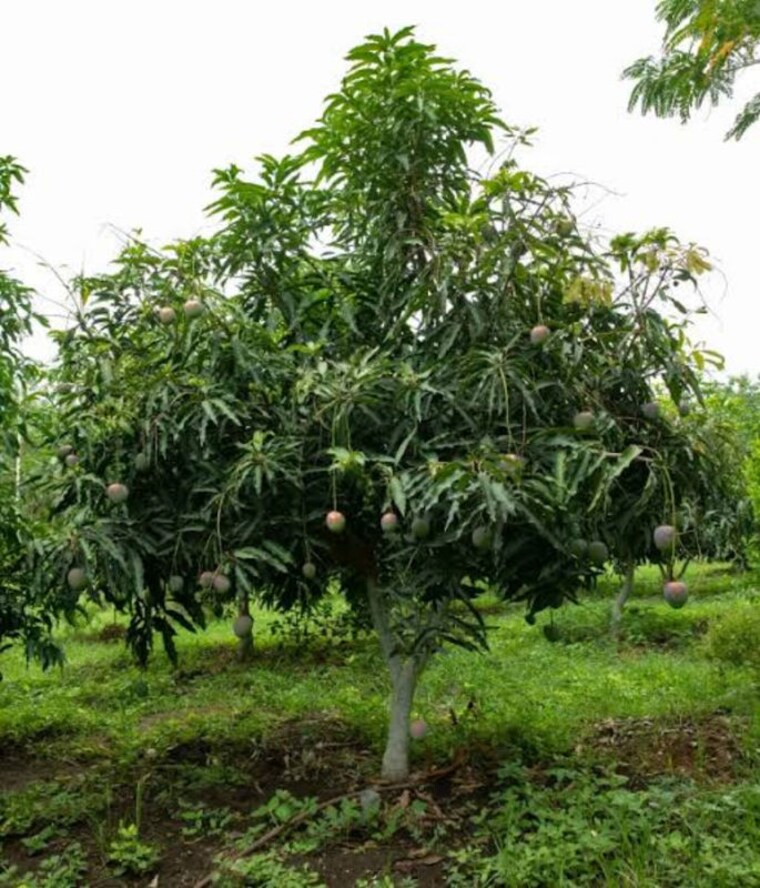 Garden, mahaboobnagar Commercial Land 112 Acre In Mahaboobnagar Mahbubnagar 10428127