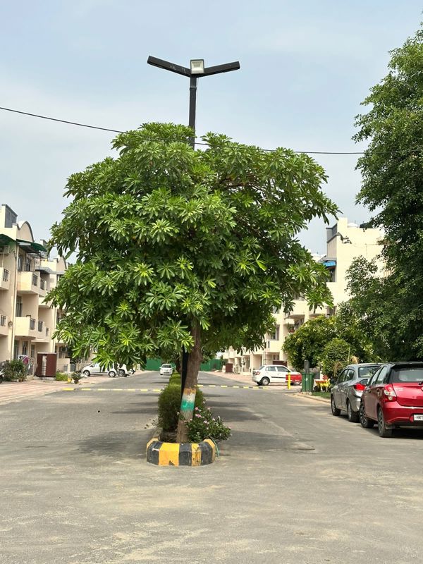 3 BHK + Pooja Room 1600 Sq.Ft. Builder Floor in Ferrous City Phase I