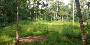 Plot Area in  Plot at Chittumala – for Sale