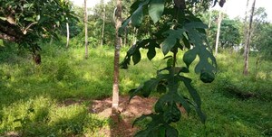  Plot – Exterior View View at Chittumala - for Sale