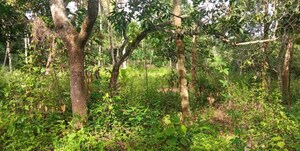  Plot – Exterior View View at Chittumala - for Sale