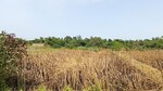 15840 Sq.Ft. Plot in Sreepally