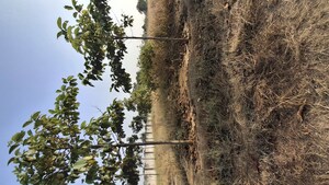  Plot – Garden View at Julkal - for Sale
