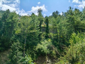 Plot – Garden View at Lower Bazar - for Sale