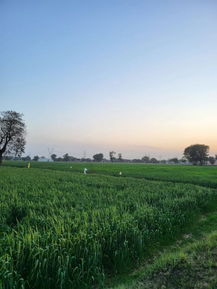 Cover Image, neharpar phase 1 Commercial Land 150000 Sq.Ft. In Neharpar Phase 1 Faridabad 10457712