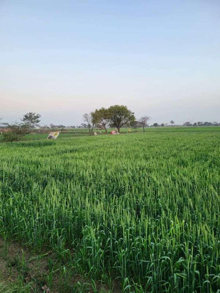 undefined, neharpar phase 1 Commercial Land 150000 Sq.Ft. In Neharpar Phase 1 Faridabad 10457712