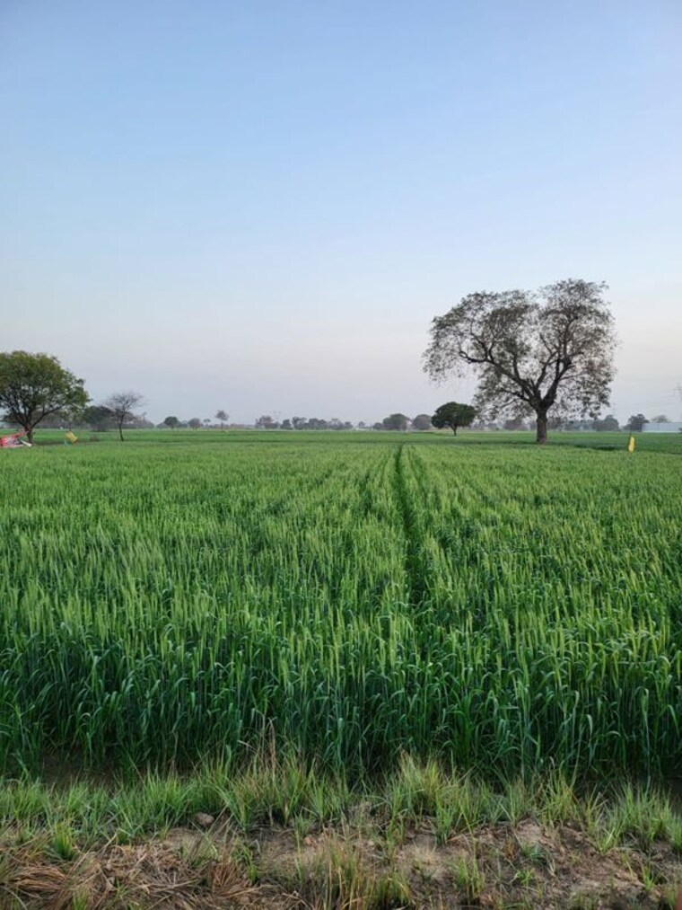 undefined, neharpar phase 1 Commercial Land 150000 Sq.Ft. In Neharpar Phase 1 Faridabad 10457712