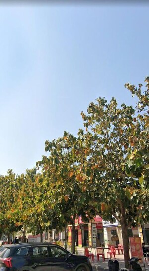 3 BHK Builder Floor – Garden View at Sector 22 - for Sale