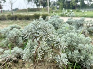  Plot – Garden View at Amar Stat City, Raebareli Road - for Sale