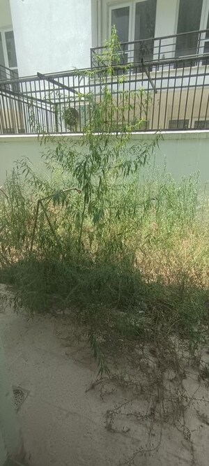 Plot Area in 3 BHK Builder Floor at BPTP Parkland Pride, Sector 77 – for Sale