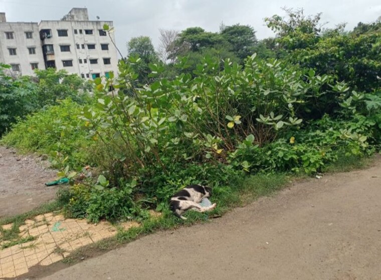 undefined, old sangvi  5000 Sq.Ft. Plot In Old Sangvi Pune 10467237