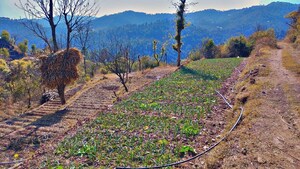  Plot For Sale in Dolanji