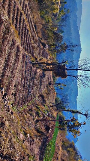 Plot Area in  Plot at Dolanji – for Sale